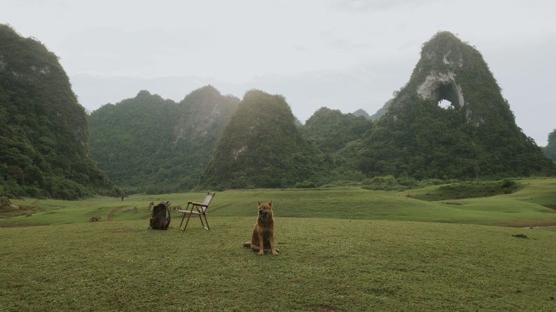 Ảnh bìa Cáo Lang Thang
