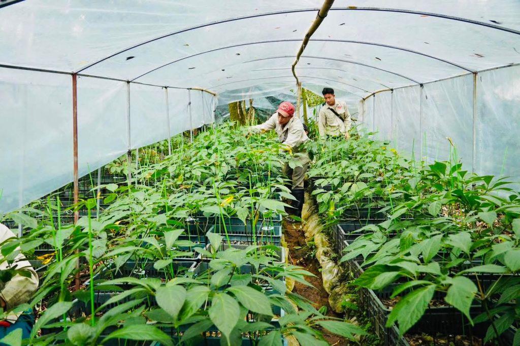 Quý khách ghé thăm Sâm Ngọc Linh – niềm tự hào quê hương Quả