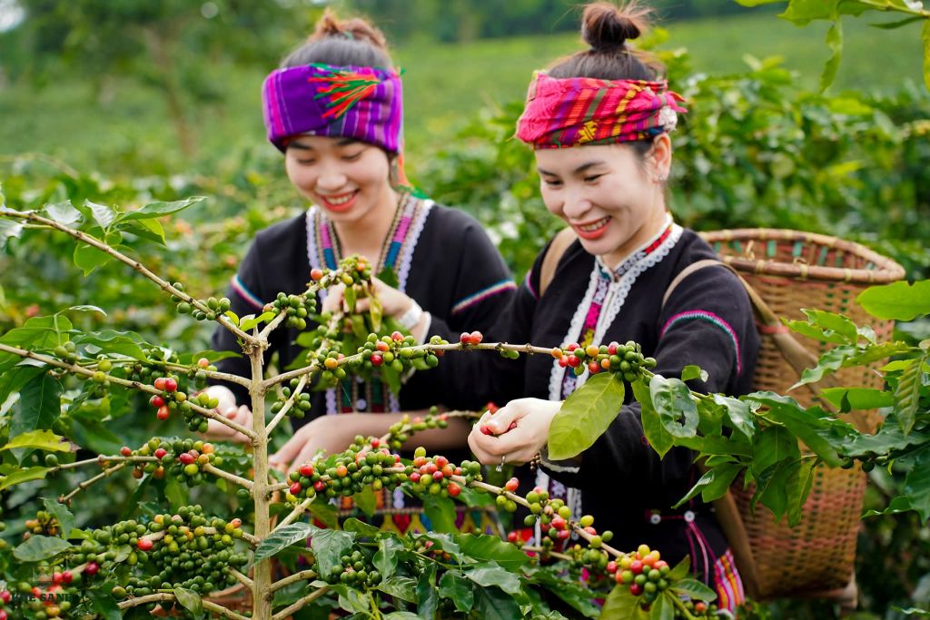 Linh hồn của cà phê Khe Sanh không chỉ đến từ đất trời, mà c - 1