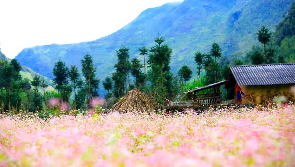 Mùa hoa Tam Giác Mạch ở Hà Giang – Bức tranh thơ giữa đại ng - 2