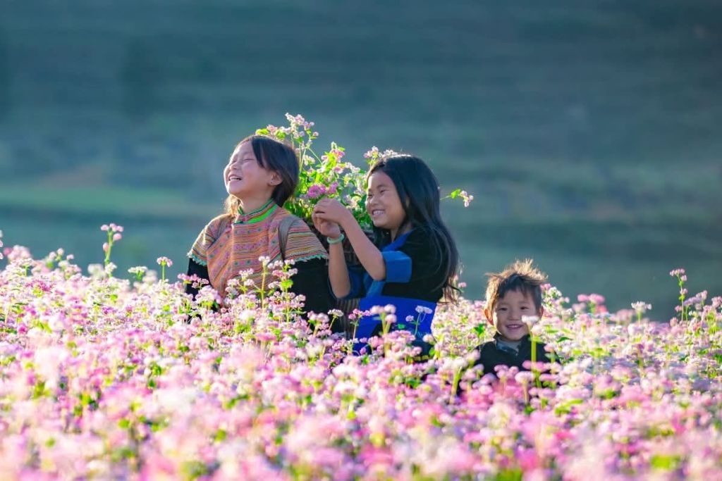Mùa hoa Tam Giác Mạch ở Hà Giang – Bức tranh thơ giữa đại ng - 3