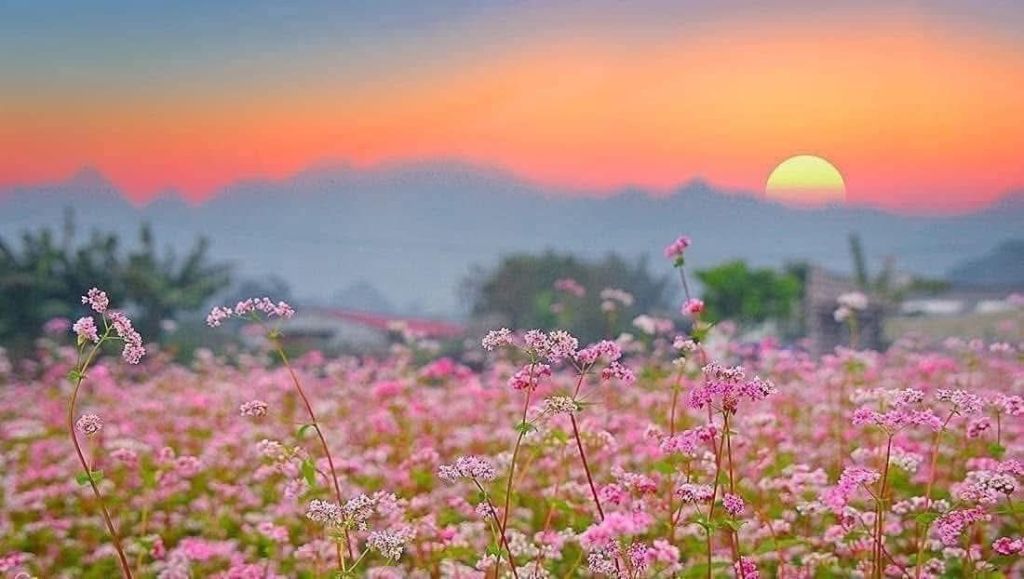 Buckwheat Flower Season in Ha Giang – A poetic picture in the middle of the great world - 5