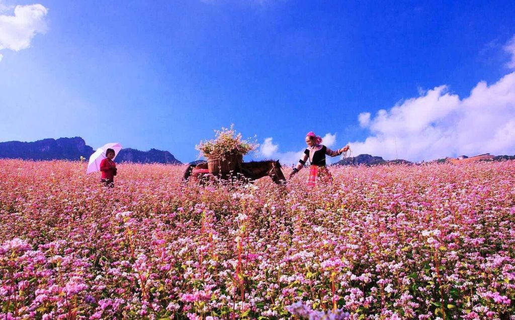 Buckwheat Flower Season in Ha Giang – A poetic picture in the middle of the great world - 8