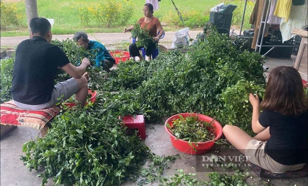 Một sáng ở làng bánh tét mặt trăng Đại An Khê (Quảng Trị)Giữ - 3