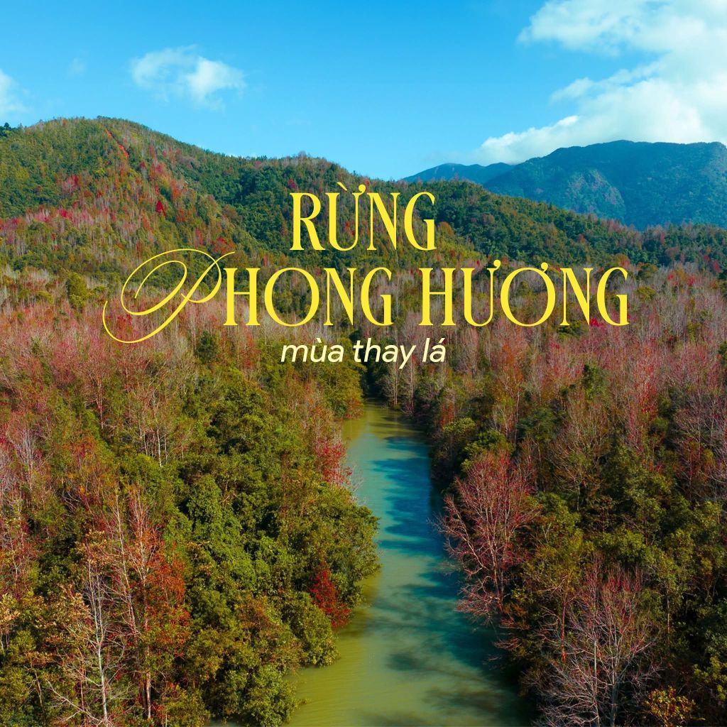 Bóc trúng tuyệt phẩm đi Quảng Trị mùa thay lá của Rừng Phong - 1