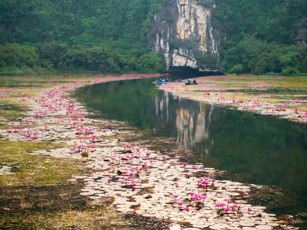 💗 Ninh Bình chính thức vào mùa hoa súng đẹp nhất năm Hoa n - 2