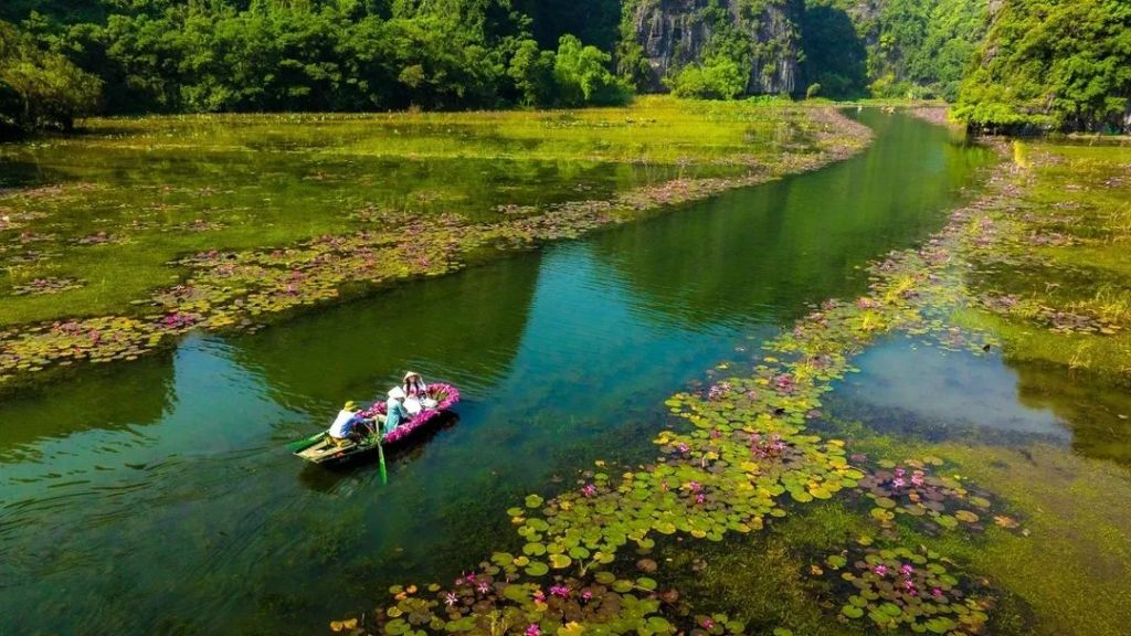 💗 Ninh Bình chính thức vào mùa hoa súng đẹp nhất năm Hoa n - 3