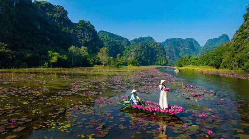 💗 Ninh Bình chính thức vào mùa hoa súng đẹp nhất năm Hoa n - 4