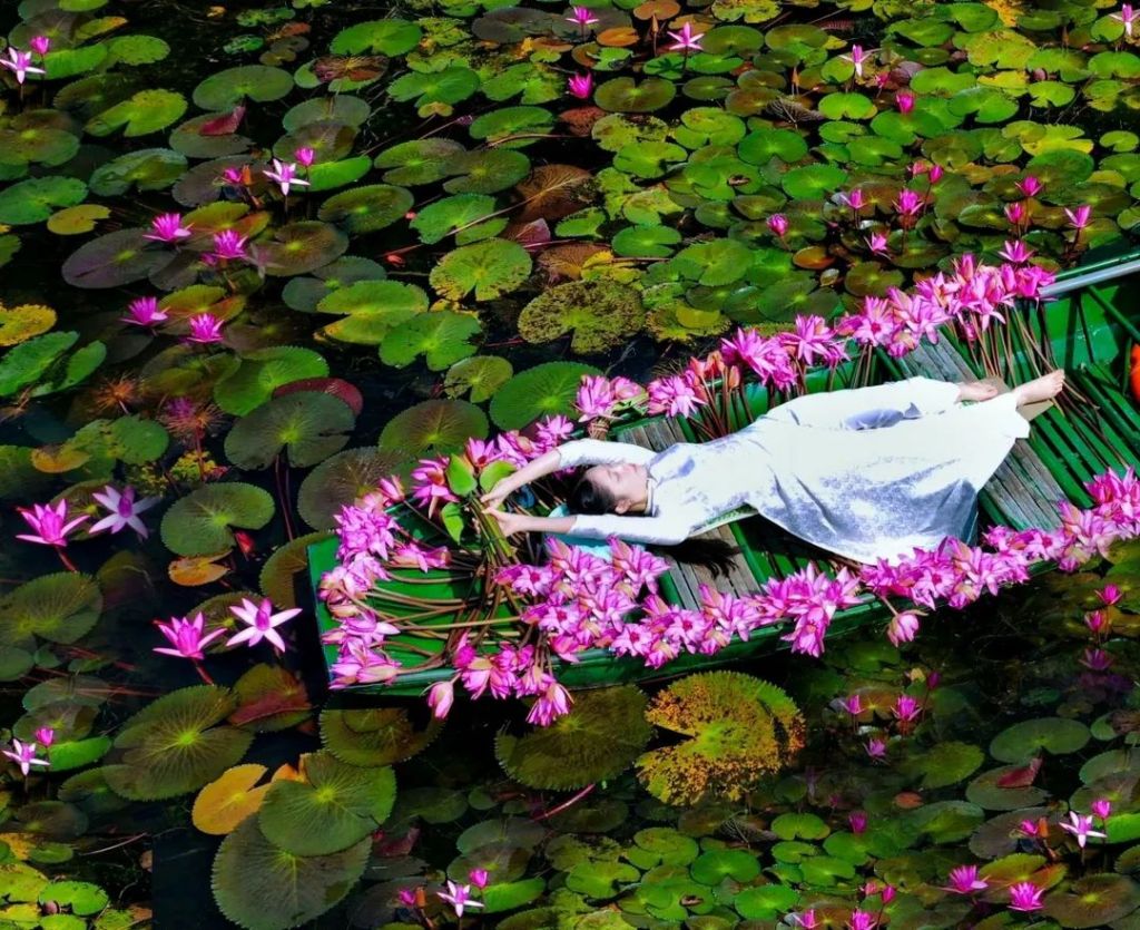 💗 Ninh Bình chính thức vào mùa hoa súng đẹp nhất năm Hoa n - 5