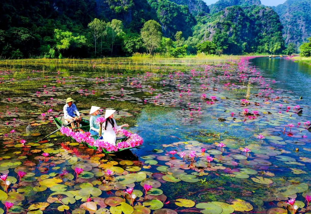 💗 Ninh Bình chính thức vào mùa hoa súng đẹp nhất năm Hoa n - 6