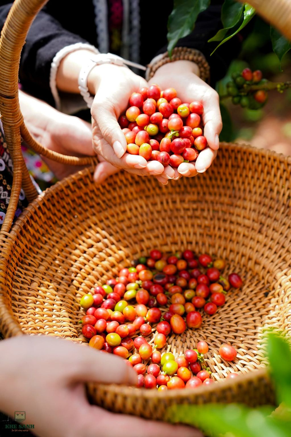 ☕ Khe Sanh – Nhấp Một Ngụm Cà Phê, Chạm Vào Lịch SửGiữa cao - 3