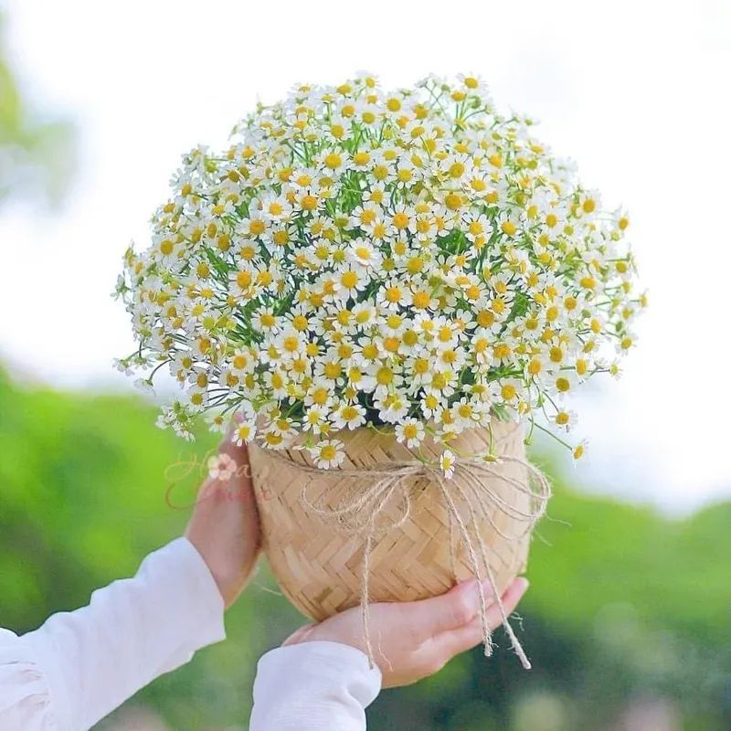 🍂 Hà Nội vào thu — khi cơn gió đầu mùa khẽ chạm, mang theo - 6