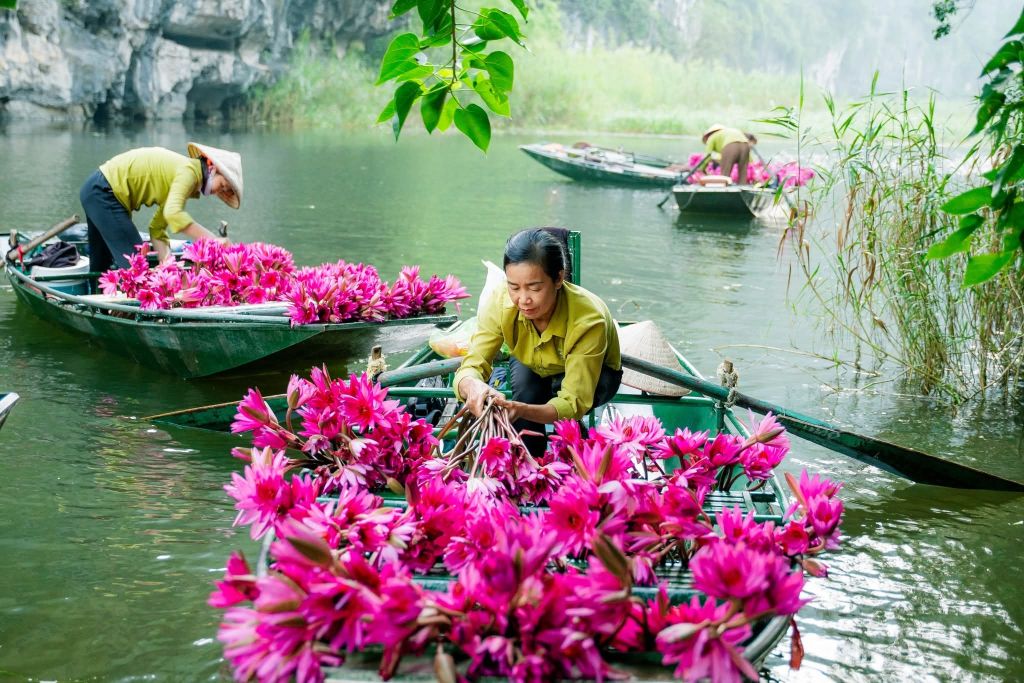 SẮC TÍM TAM CỐC – MÙA HOA SÚNG CHẠM NGÕKhi tiết trời vào thu