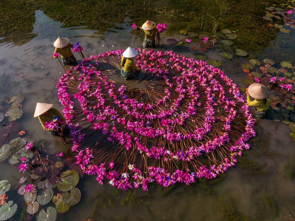 PURPLE OF TAM COC – LOTUS SEASON IN BLOOM When the weather turns to autumn - 3
