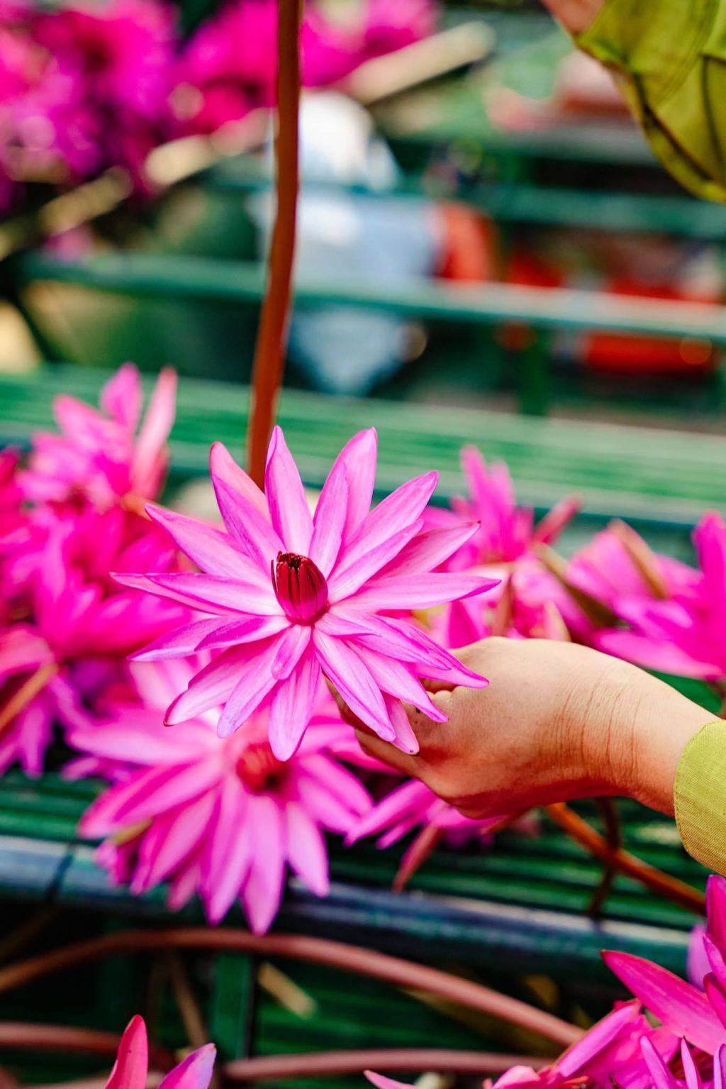PURPLE OF TAM COC – LOTUS SEASON IN BLOOM When the weather turns to autumn - 4