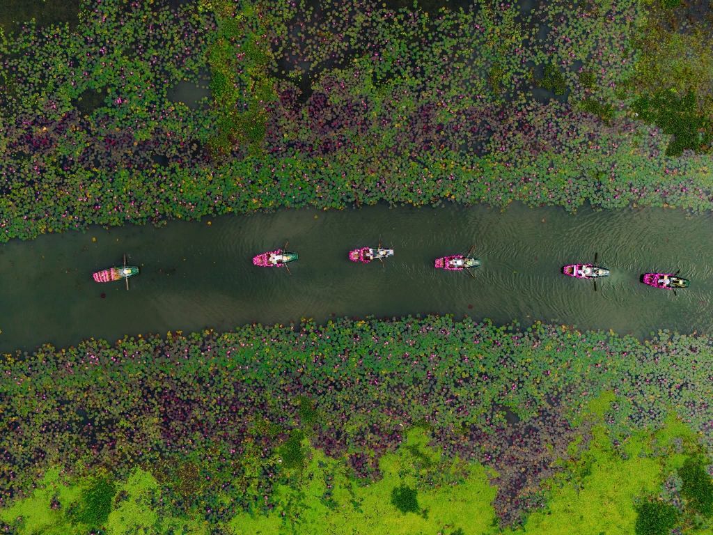 PURPLE OF TAM COC – LOTUS SEASON IN BLOOM When the weather turns to autumn - 5