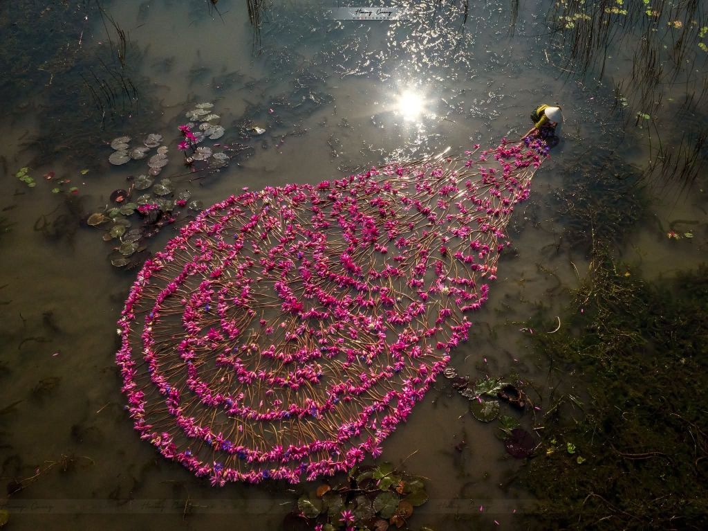 PURPLE OF TAM COC – LOTUS SEASON IN BLOOM When the weather turns to autumn - 6