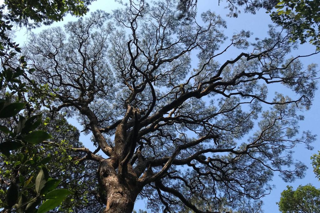 Trekking Pa Thien – Voi Mep | Journey to conquer the “roof” - 7