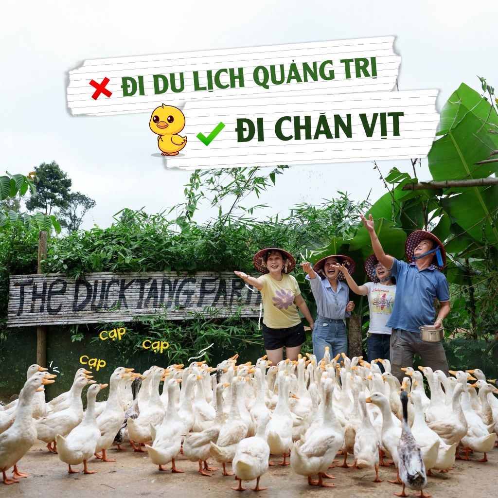 Trải nghiệm chăn vịt giữa đồng quê Quảng Trị 🦆Không cần đi