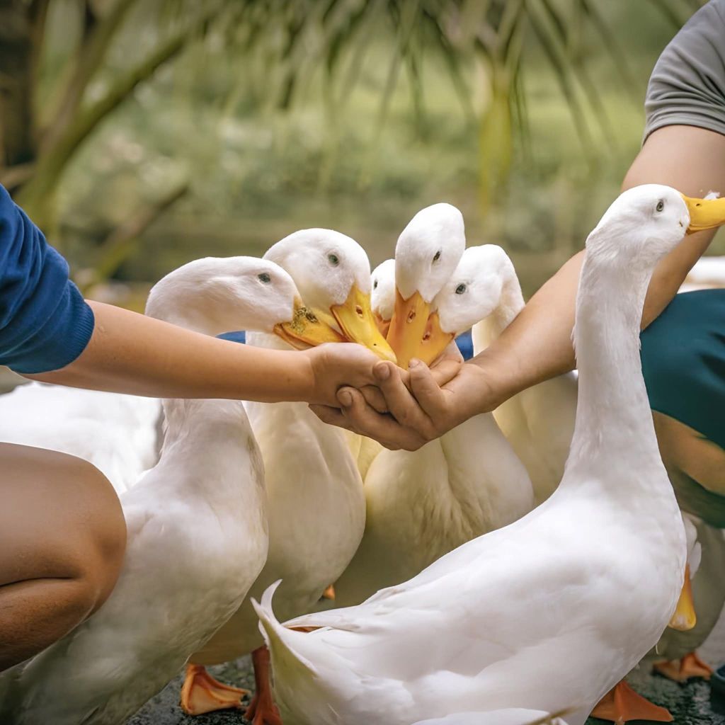 Experience duck herding in the middle of Quang Tri countryside 🦆No need to go - 4