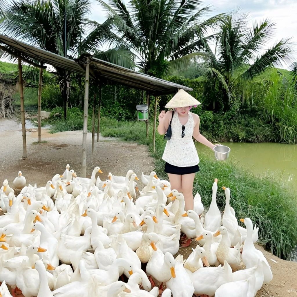 Experience duck herding in the middle of Quang Tri countryside 🦆No need to go - 8