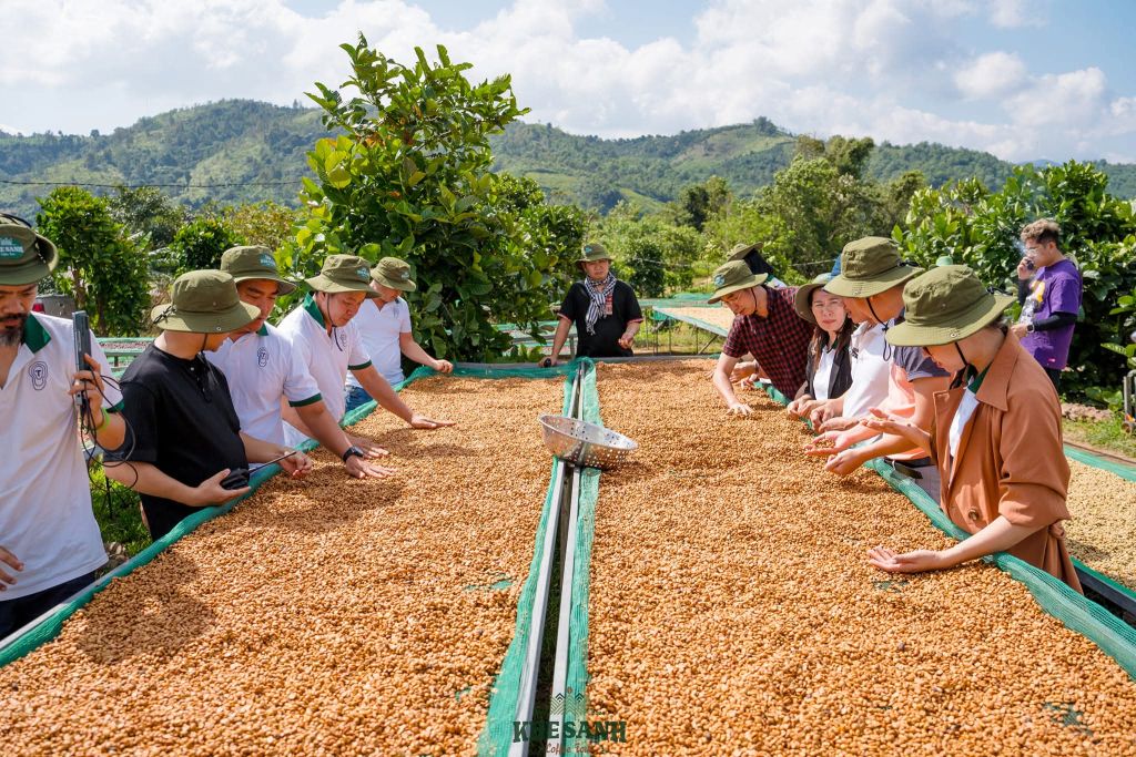 Khe Sanh Coffee Tour - An agricultural experience among the clouds - 2