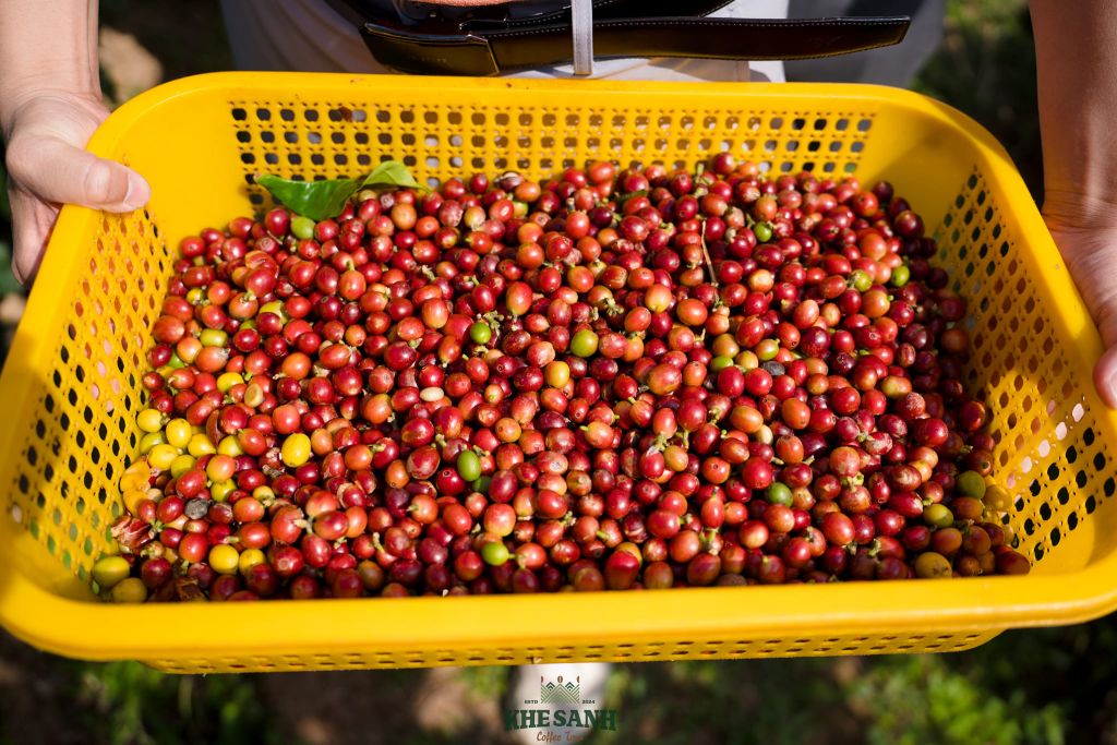 Khe Sanh Coffee Tour – Hành trình đánh thức giác quan giữa m