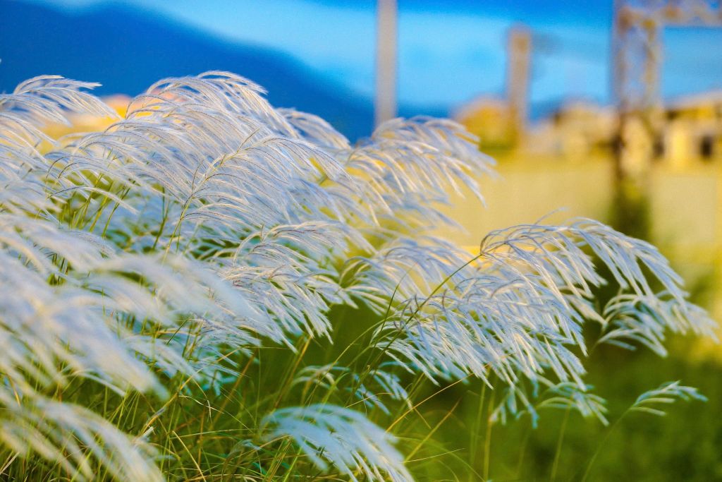 Every late autumn to early winter, Da Nang adorns itself with a vibrant atmosphere. - 2