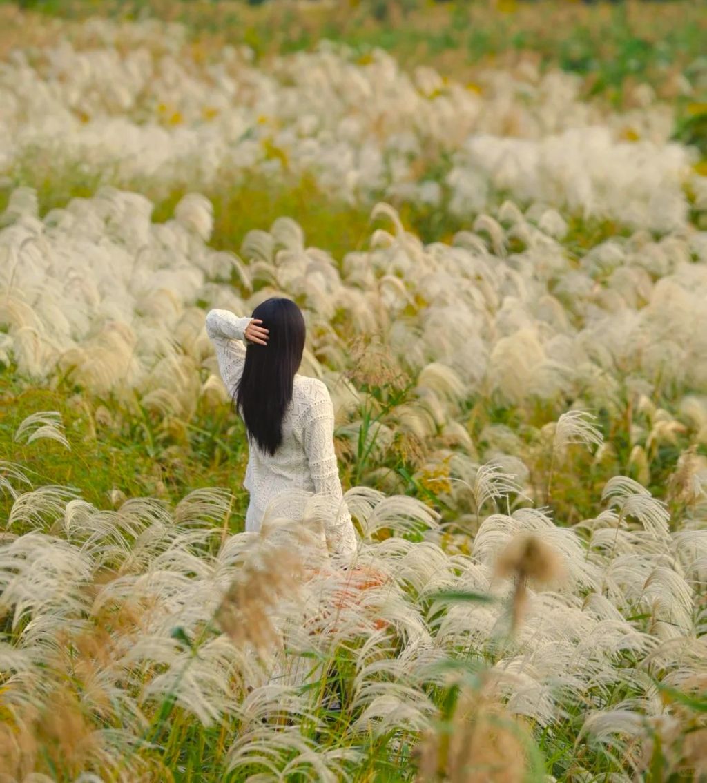 Mỗi độ cuối thu – đầu đông, Đà Nẵng lại khoác lên mình một v - 5