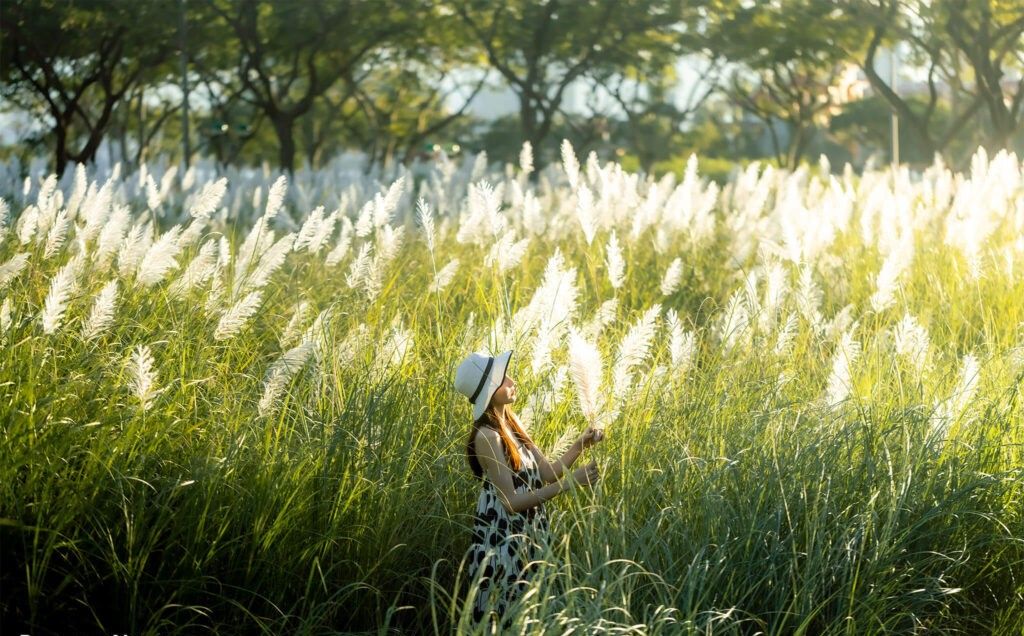 Mỗi độ cuối thu – đầu đông, Đà Nẵng lại khoác lên mình một v - 8