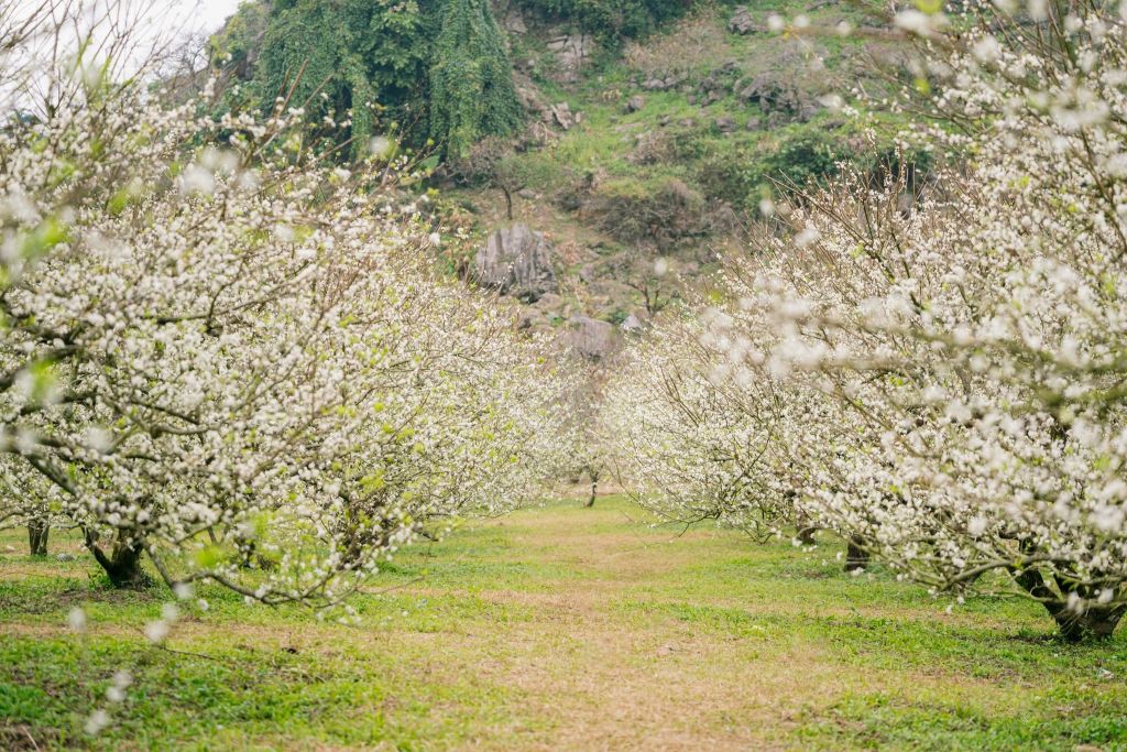 It's only December, but the plum blossoms in Moc Chau have already bloomed, covering an entire corner in white. - 1