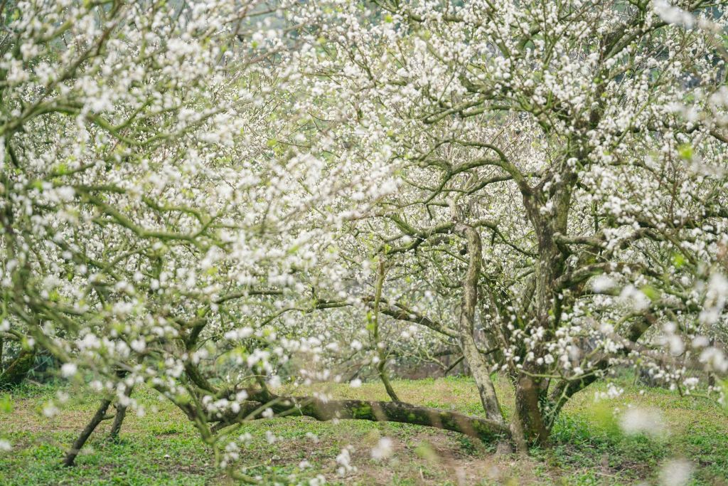 It's only December, but the plum blossoms in Moc Chau have already bloomed, covering an entire corner in white. - 2