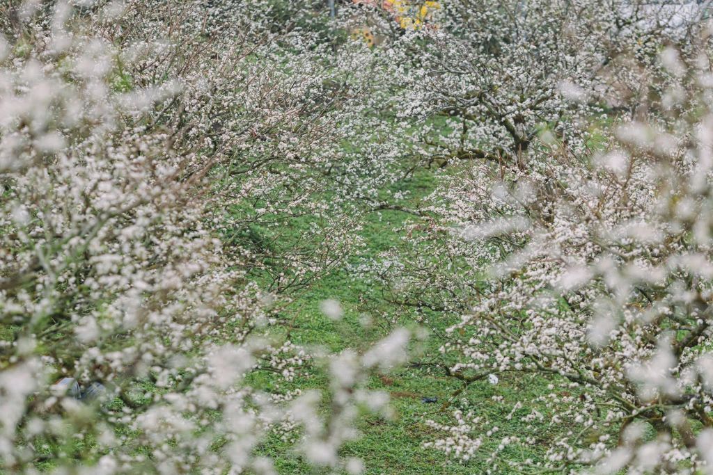 It's only December, but the plum blossoms in Moc Chau have already bloomed, covering an entire corner in white. - 3