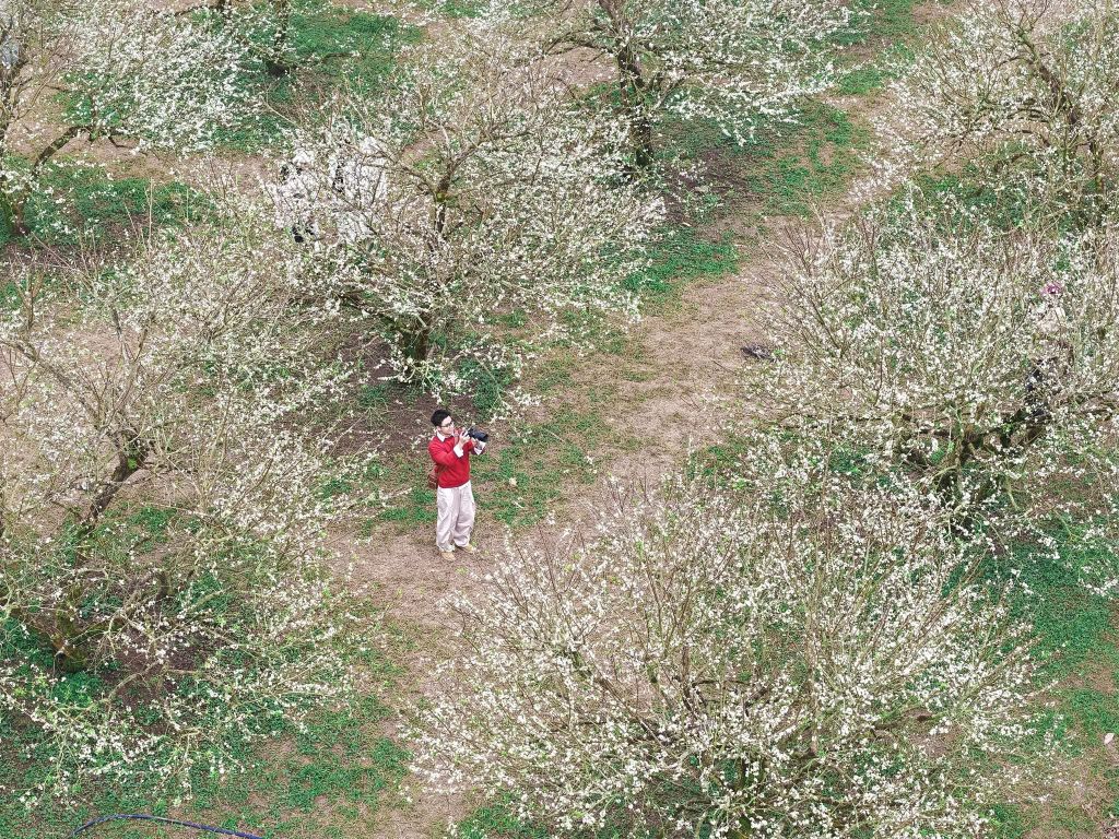 It's only December, but the plum blossoms in Moc Chau have already bloomed, covering an entire corner in white. - 4