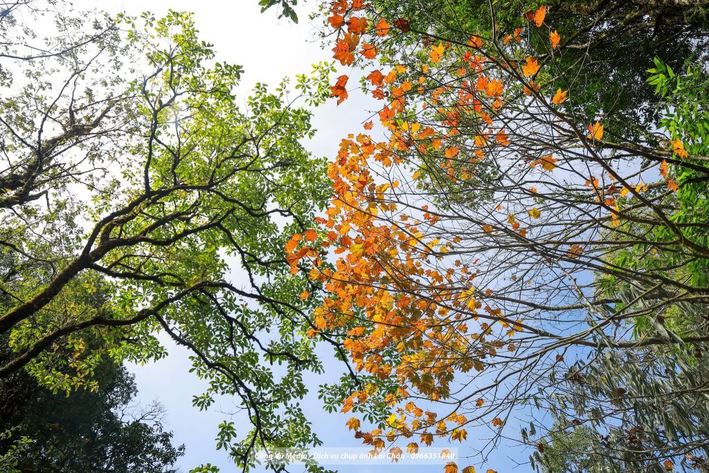 Lai Châu is really beautiful, you don't need to go far. - 2