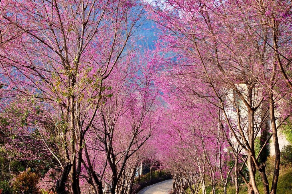 🌸 우리 집의 댸가 점점 피어나고 있어요, 무캉차이에서. 댸꽃 시즌입니다. - 2