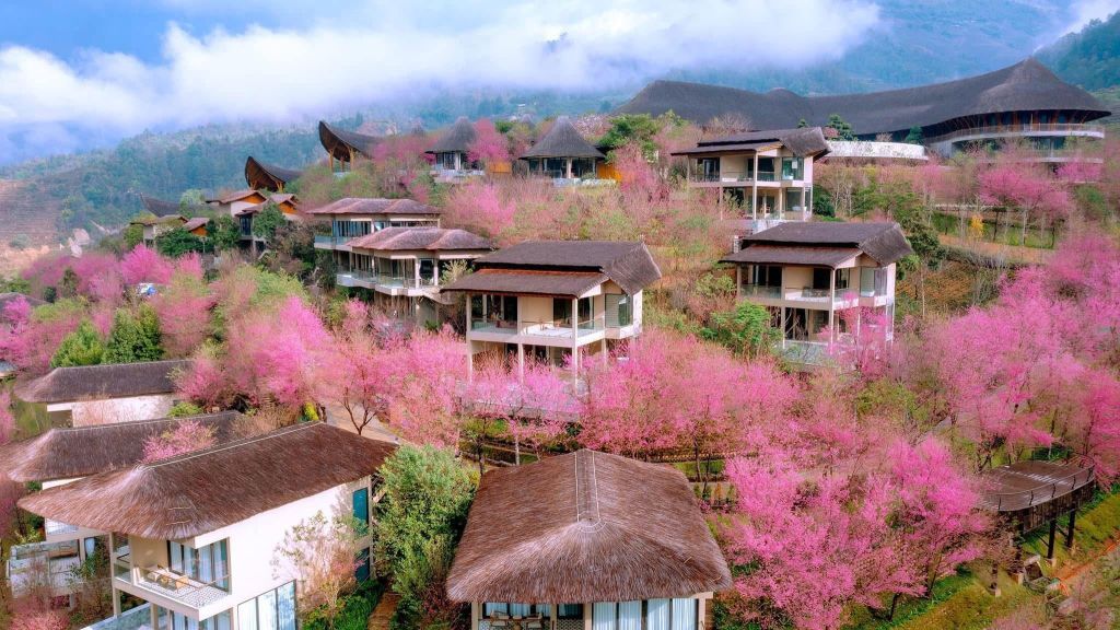 🌸 우리 집의 댸가 점점 피어나고 있어요, 무캉차이에서. 댸꽃 시즌입니다. - 4