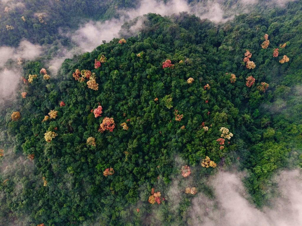 The Trường Nhãn Forest in Phong Nha - Kẻ Bàng 'changes its outfit' - 1