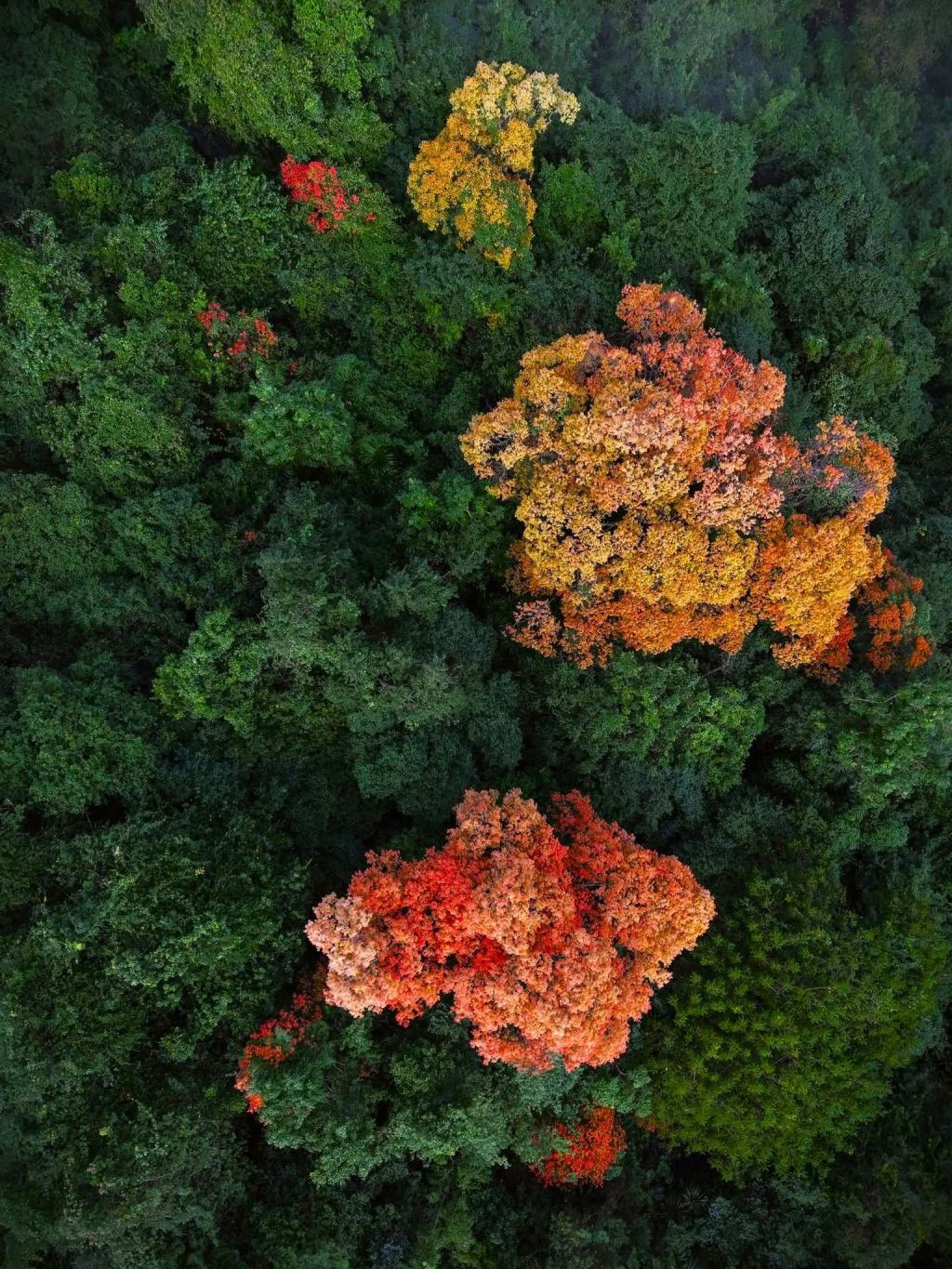 The Trường Nhãn Forest in Phong Nha - Kẻ Bàng 'changes its outfit' - 2