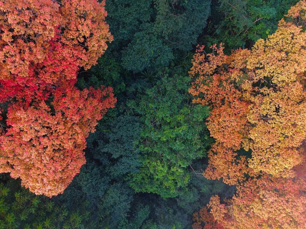 The Trường Nhãn Forest in Phong Nha - Kẻ Bàng 'changes its outfit' - 3