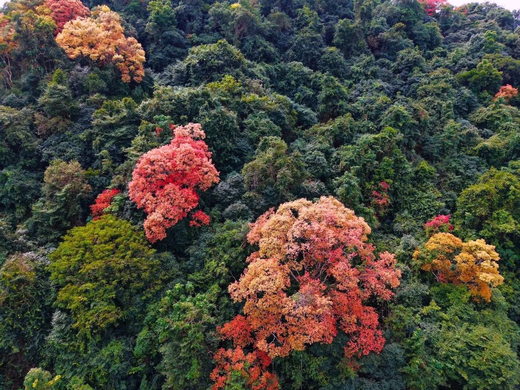 The Trường Nhãn Forest in Phong Nha - Kẻ Bàng 'changes its outfit' - 4