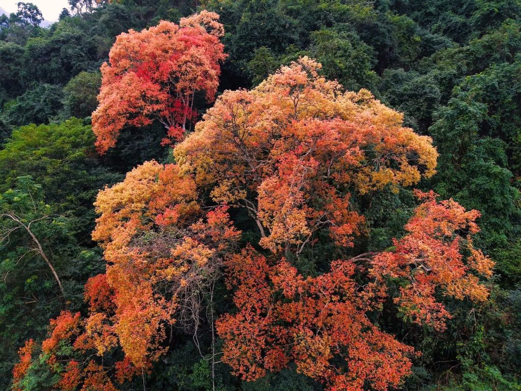 The Trường Nhãn Forest in Phong Nha - Kẻ Bàng 'changes its outfit' - ảnh 5