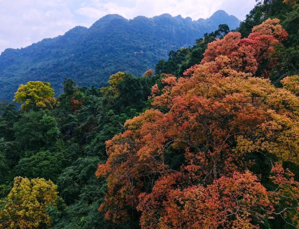 The Trường Nhãn Forest in Phong Nha - Kẻ Bàng 'changes its outfit' - ảnh 6