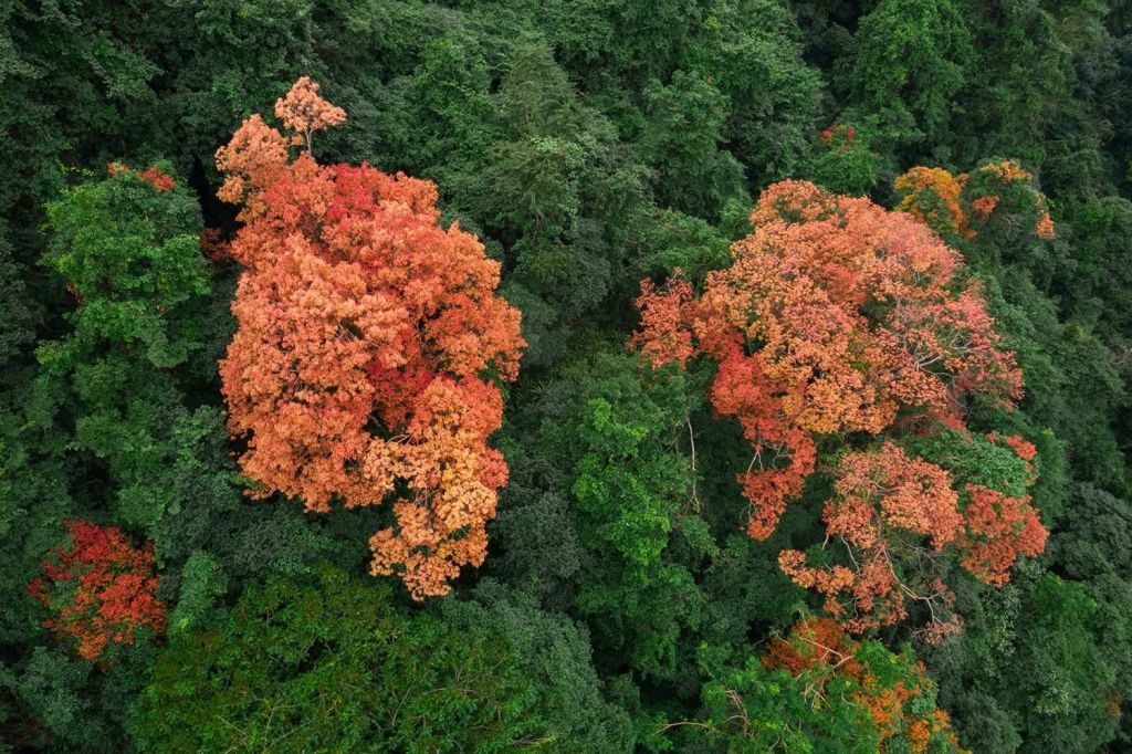 The Trường Nhãn Forest in Phong Nha - Kẻ Bàng 'changes its outfit' - ảnh 7