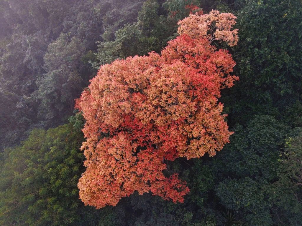 The Trường Nhãn Forest in Phong Nha - Kẻ Bàng 'changes its outfit' - ảnh 8