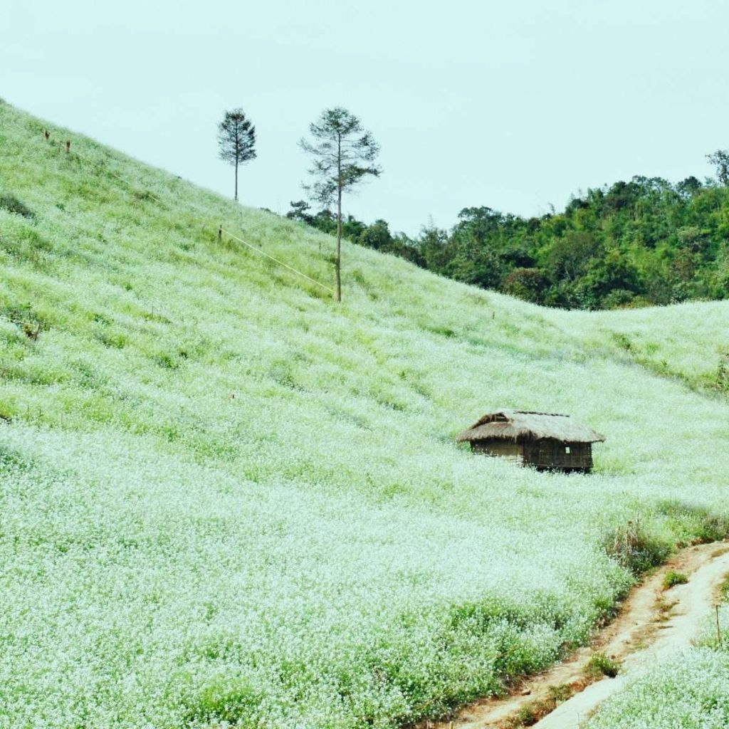 The only plateau in Vietnam set 2 records at the 'O' competition. - 4