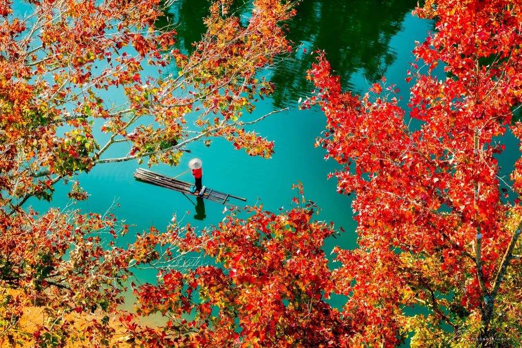 It's not Japan... This is the season of red leaves at Ho Ban Viet - Ca. - 1