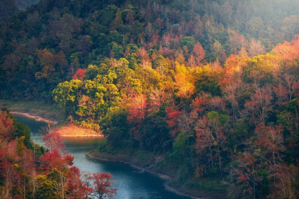It's not Japan... This is the season of red leaves at Ho Ban Viet - Ca. - 2