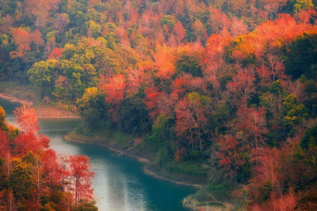 It's not Japan... This is the season of red leaves at Ho Ban Viet - Ca. - 4