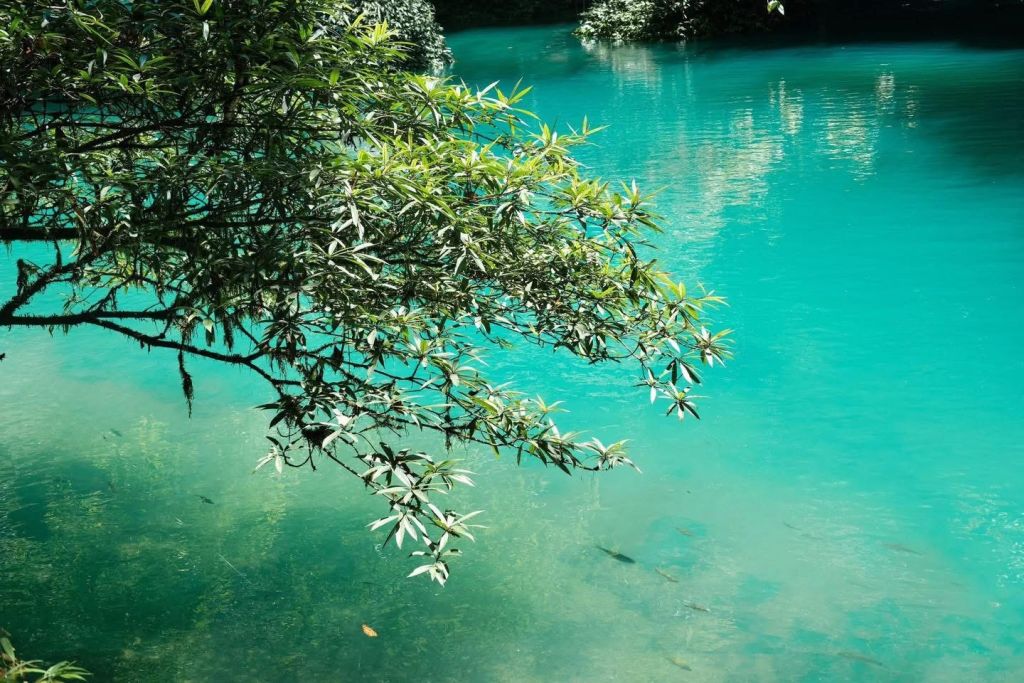 🌱 LE NIN SPRING – A POETIC BEAUTY IN THE MIGHTY OLD FOREST (PAC B) - 3